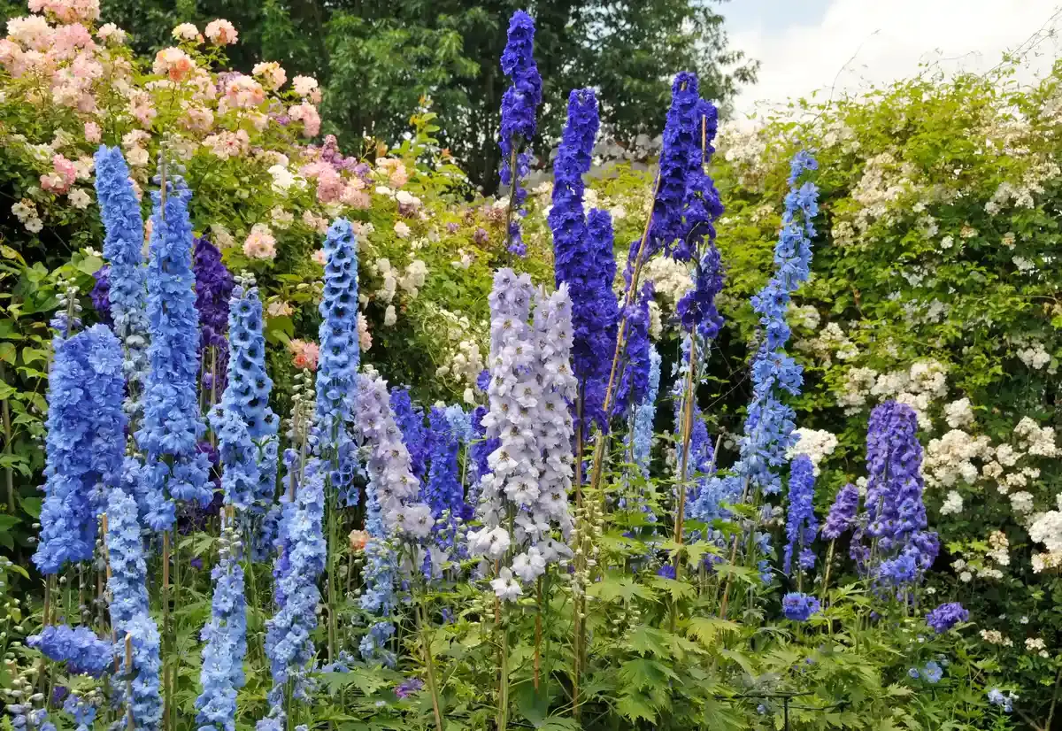 13 Flori albastre spectaculoase care par desprinse din altă lume