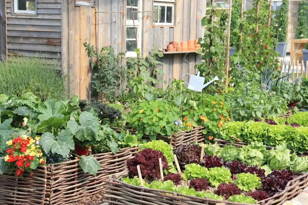 7 lucruri pentru a vă îmbunătăți grădina de legume în această vară
