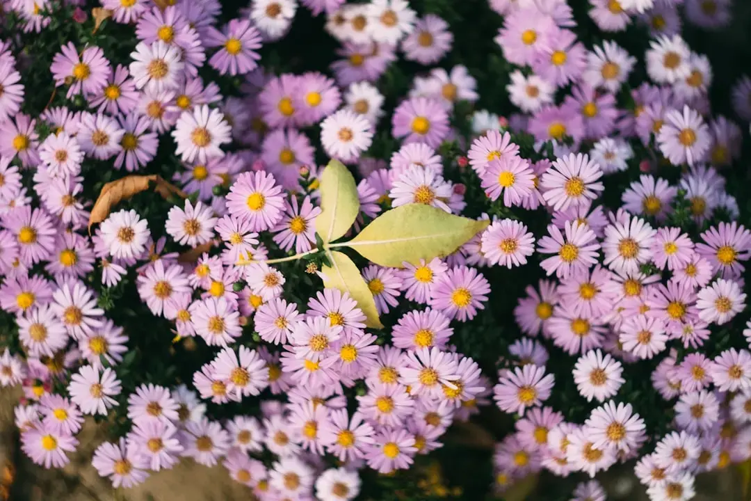 Cumpărătorii descoperă florile veșnice ale hârtiei la vânzător