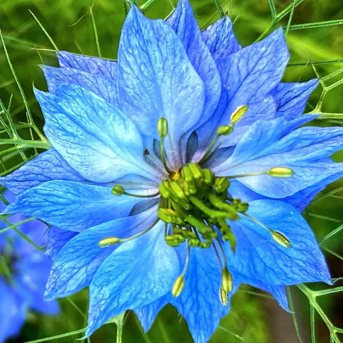 Începem să-i omorâm pe florile de grădină în iunie