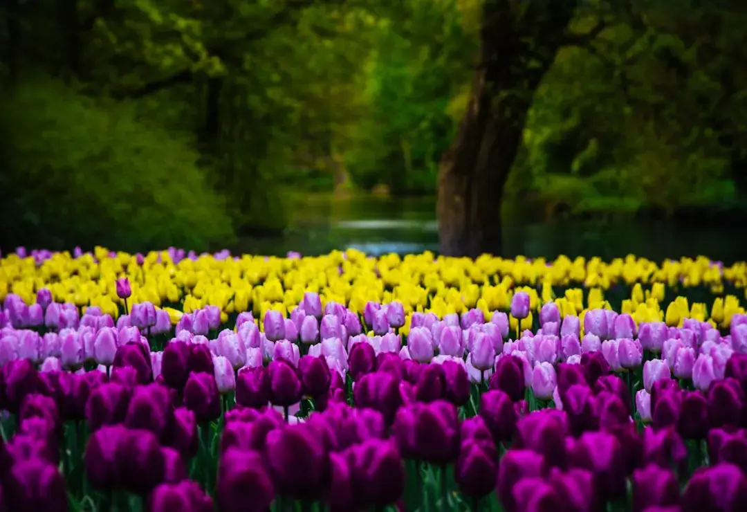 Kevin's Vibrant Spring Garden înflorește în Pennsylvania
