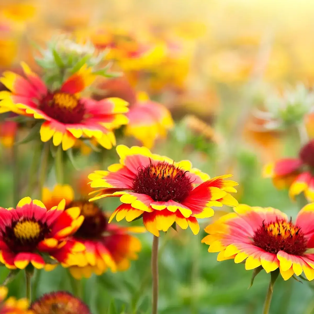 Perene rezistente la căldură: plantele ideale pentru o vară colorată