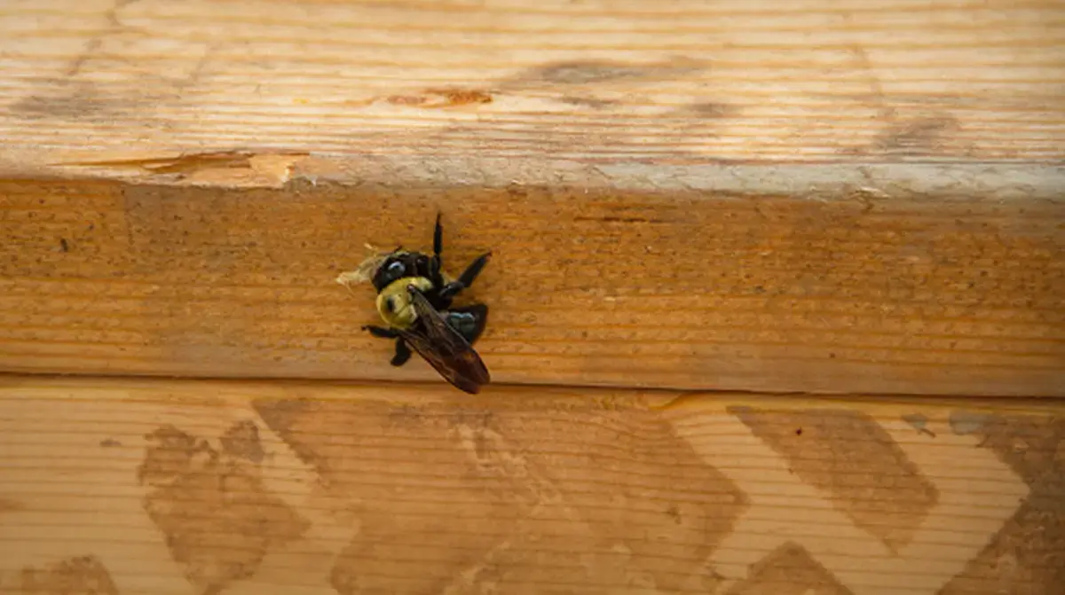 Solutie naturala pentru albinele carpenter Deter