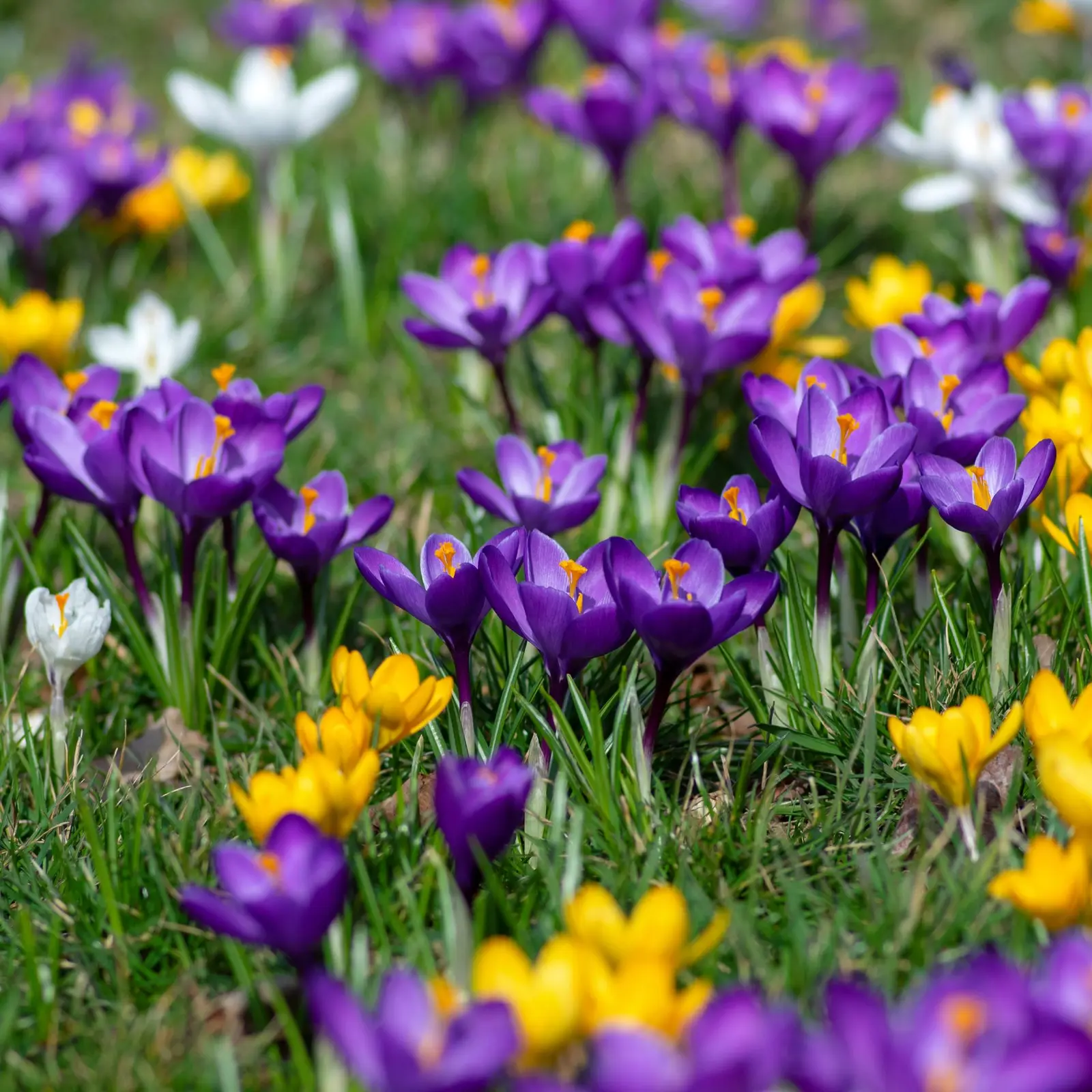 Crocusurile din iarba nu flori — aici este de ce și cum să le plantezi corect