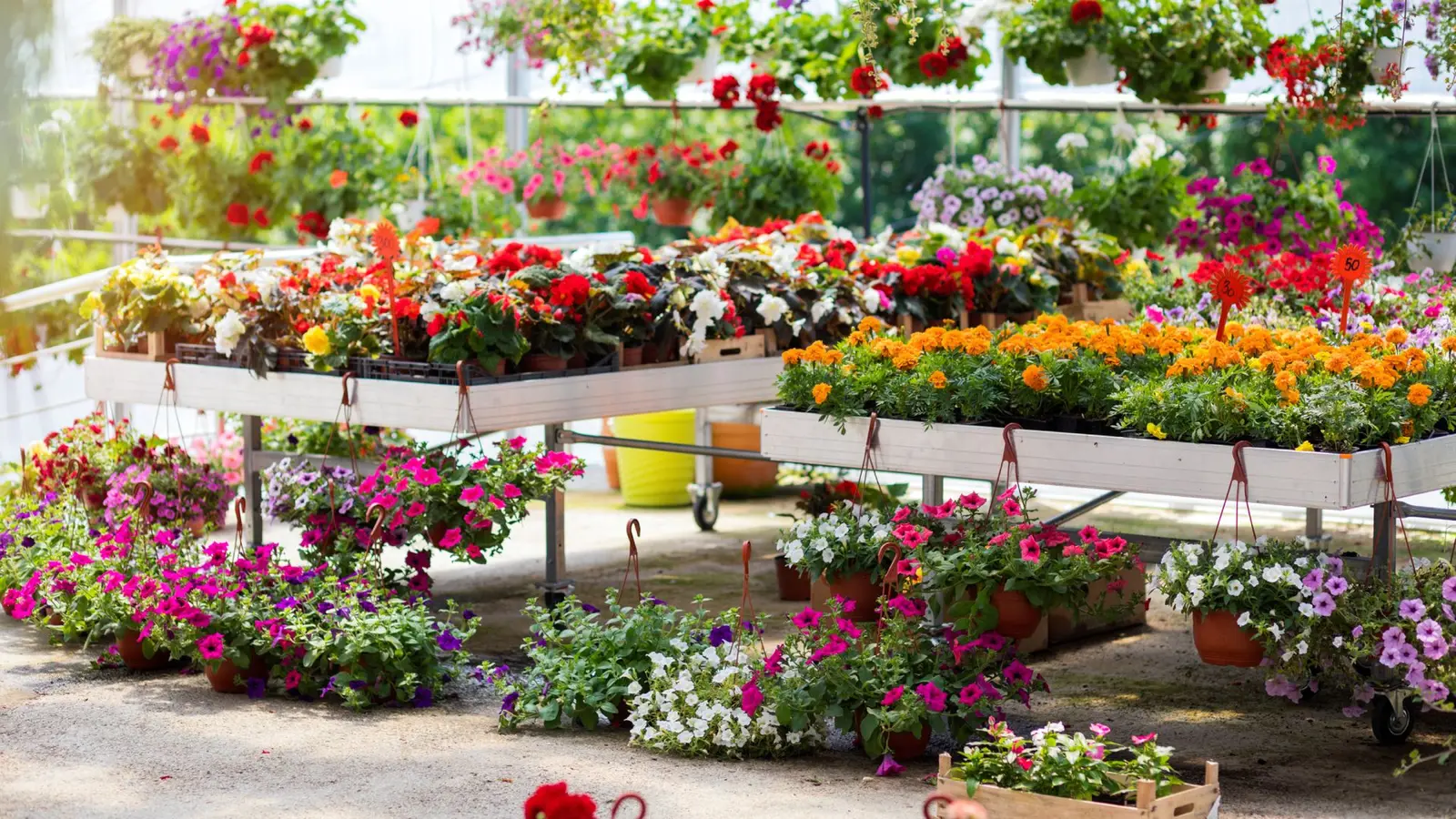 Momentul ideal pentru a cumpăra plante este la începutul toamnei, când prețurile scad dramatic