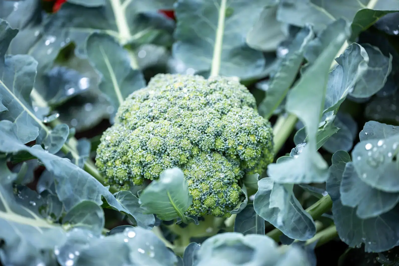 Experții în grădinărie împărtășesc secretul creșterii broccolii mai mari și mai sănătoase acasă