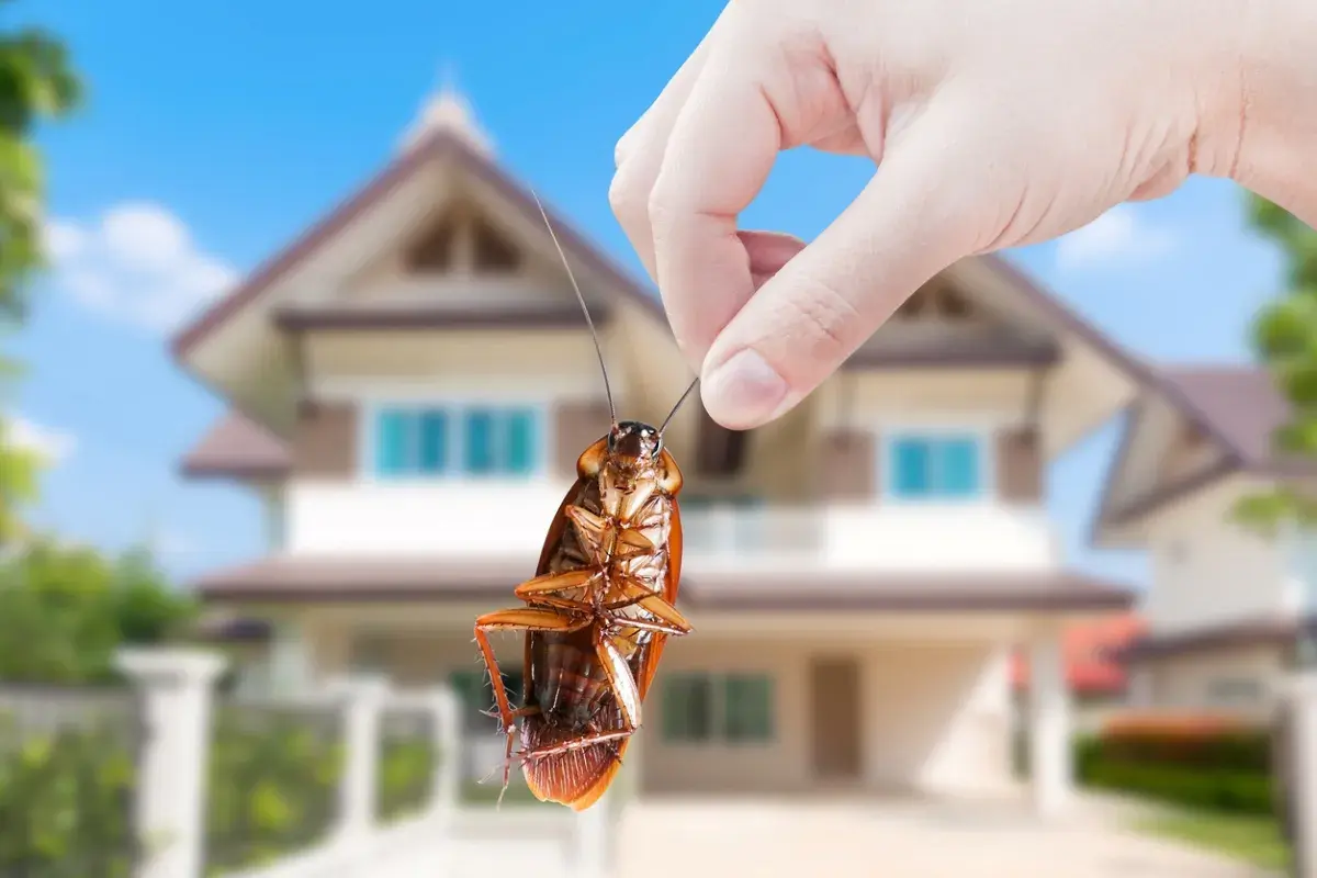 14 trucuri simple: cum scapi de insecte fără să cheltuiești o avere