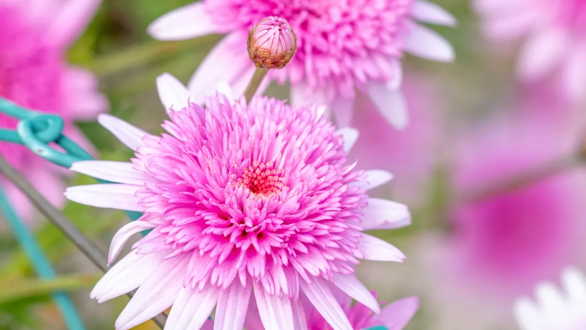 Zinnia fără ancoră: Gaillardia, floarea care revină și atrage păsări