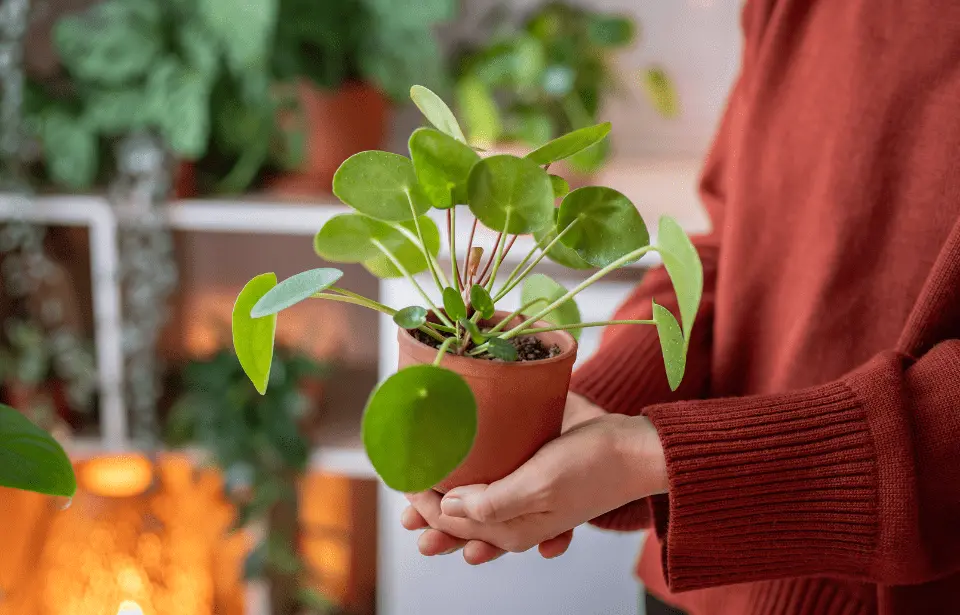 Plante de casă populare care nu se potrivesc mediului interior